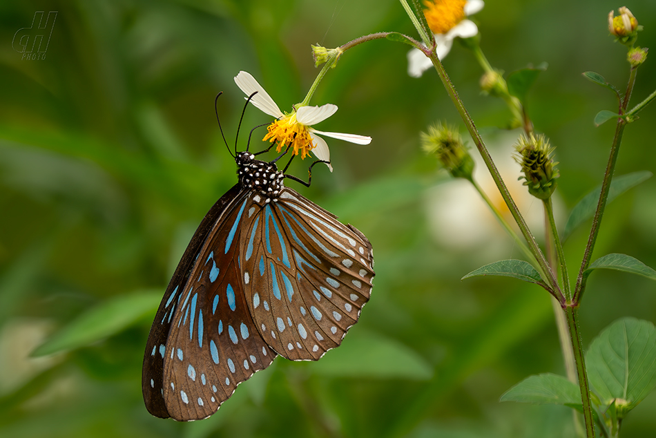 Tirumala septentrionis