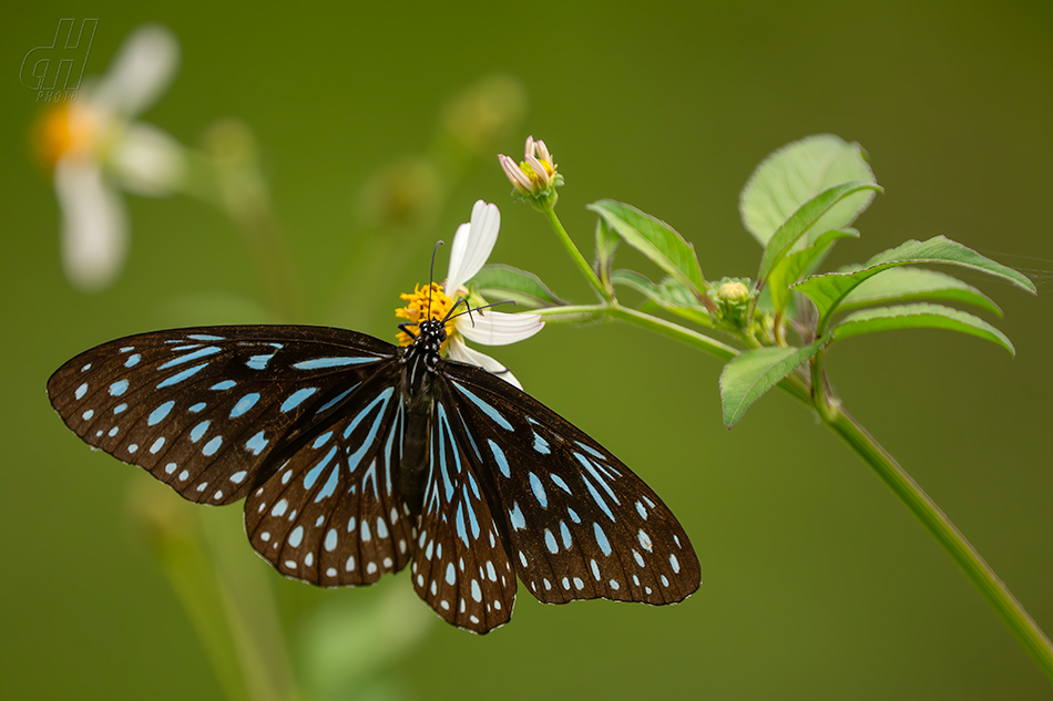 Tirumala septentrionis
