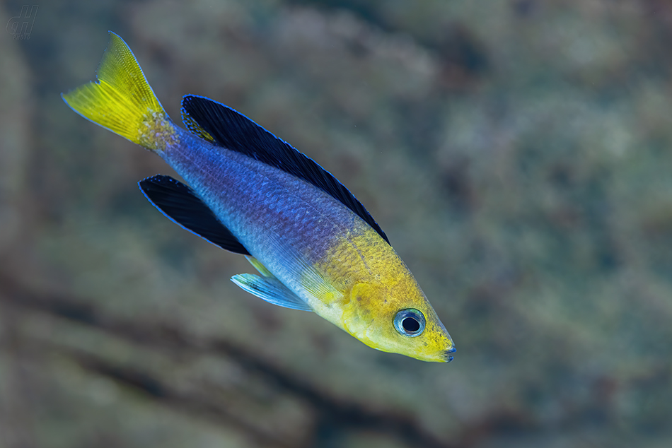 tlamovec žlutoocasý - Cyprichromis leptosoma