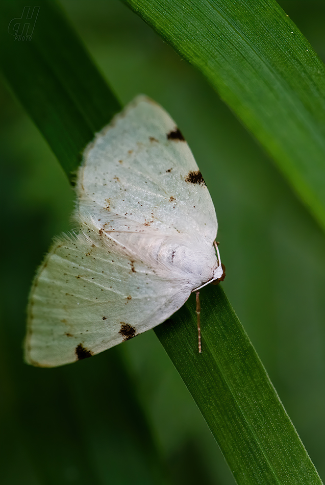 tmavoskvrnáč dvouskvrnný - Lomographa bimaculata