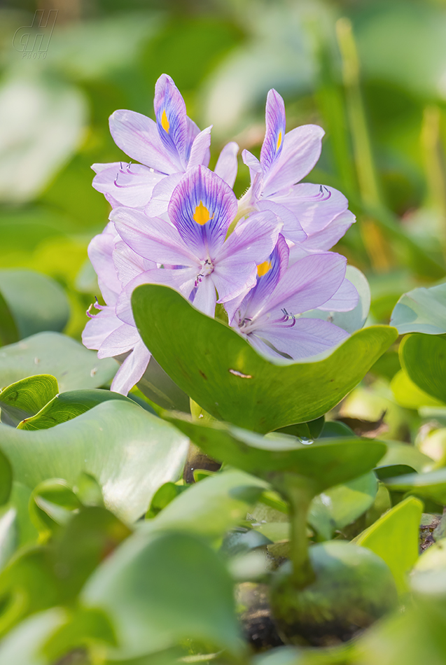 tokozelka nadmutá - Eichhornia crassipes