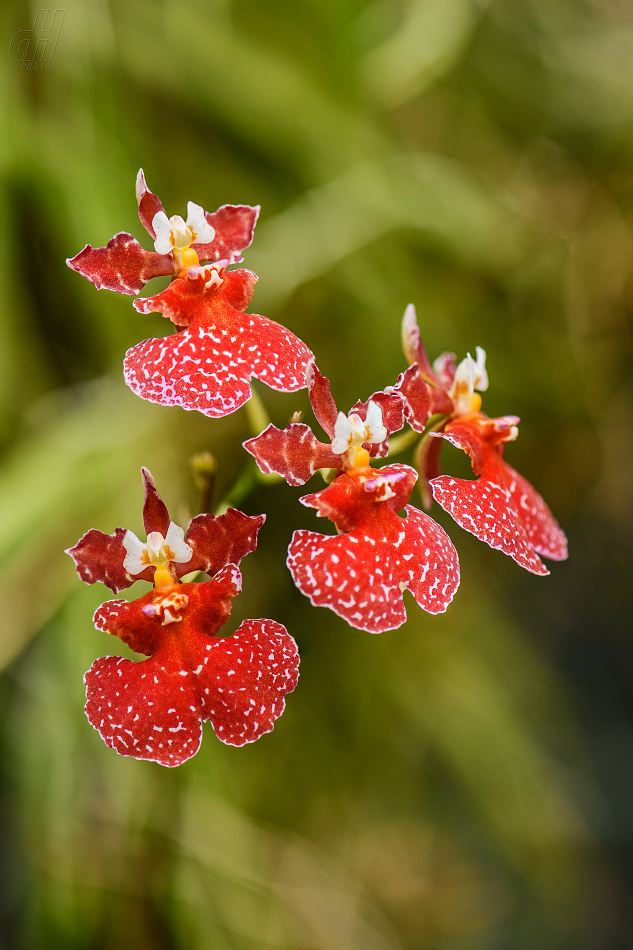 Tolumnia variegata (hybrid)