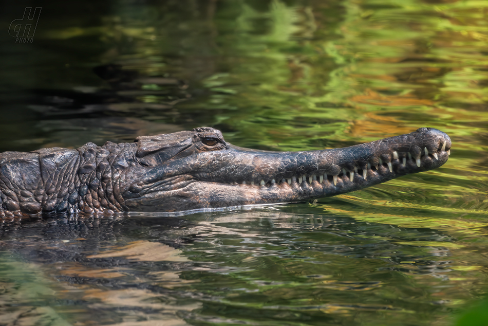 tomistoma úzkohlavá - Tomistoma schlegelii