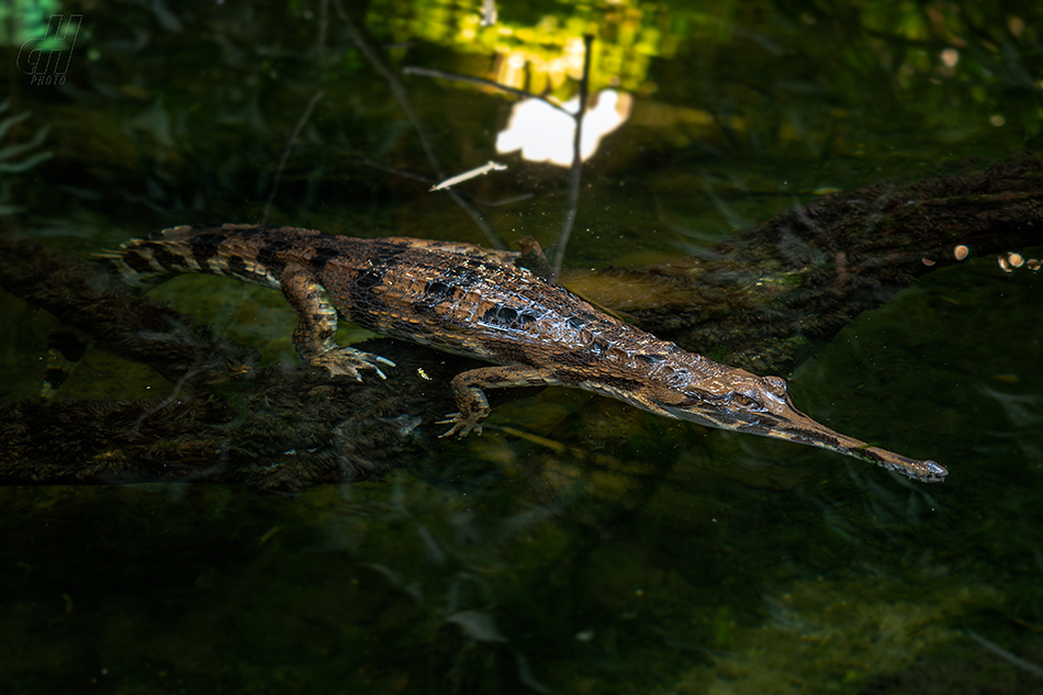 tomistoma úzkohlavá - Tomistoma schlegelii