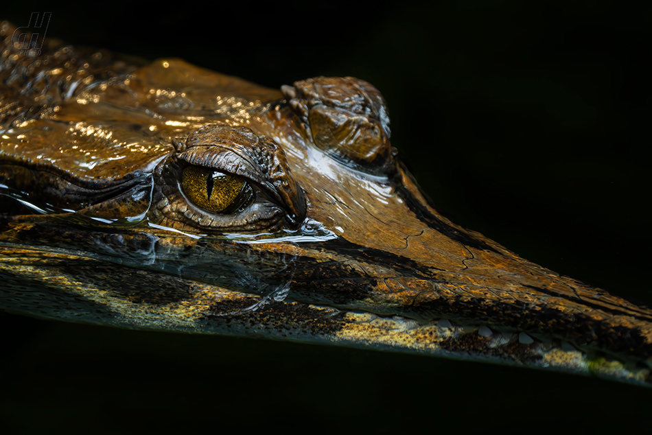tomistoma úzkohlavá - Tomistoma schlegelii