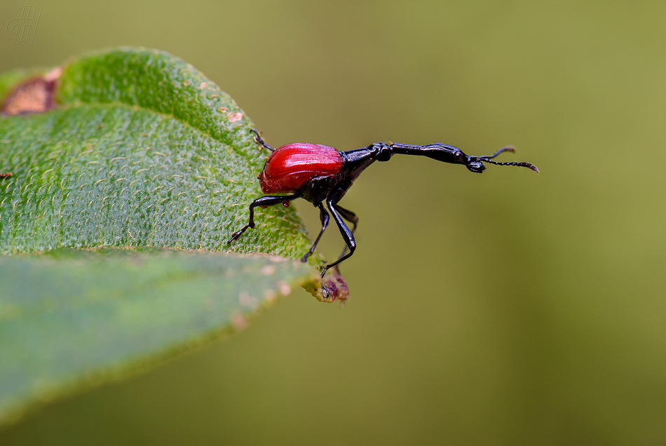 Trachelophorus giraffa