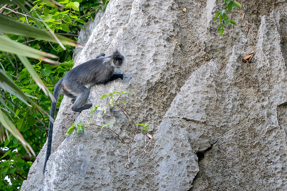 Trachypithecus germaini