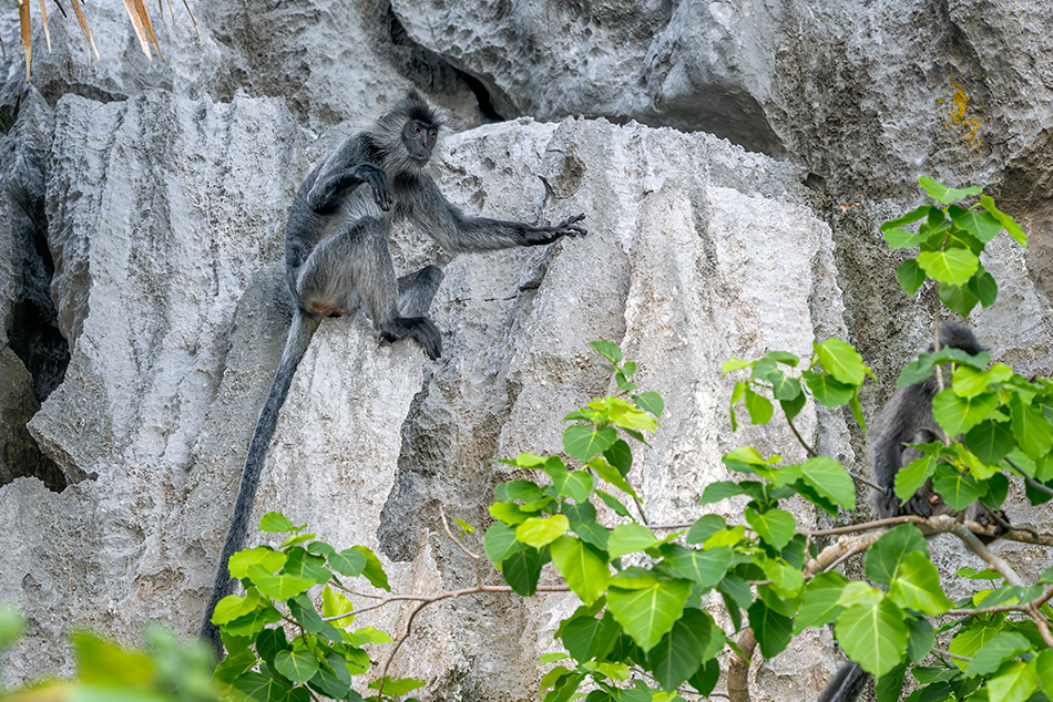 Trachypithecus germaini