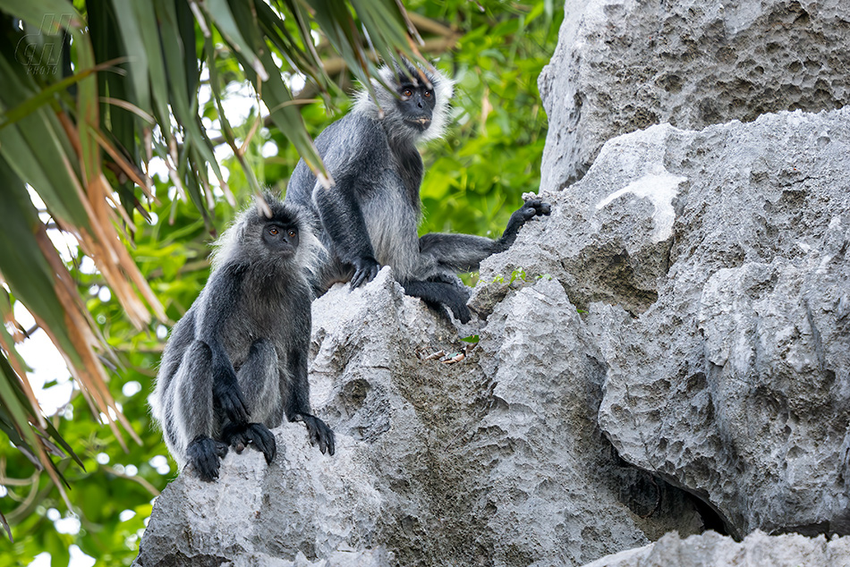Trachypithecus germaini