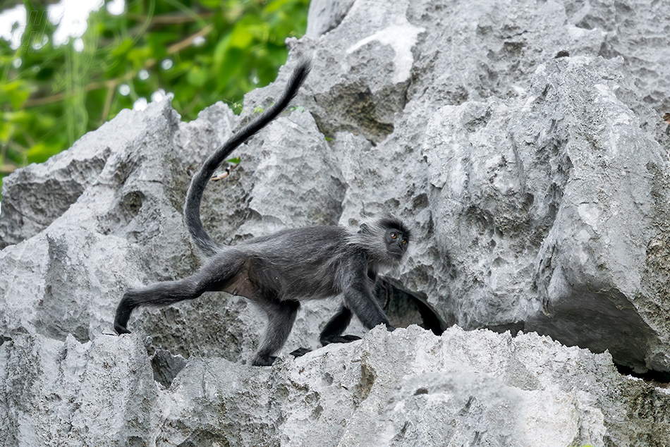 Trachypithecus germaini