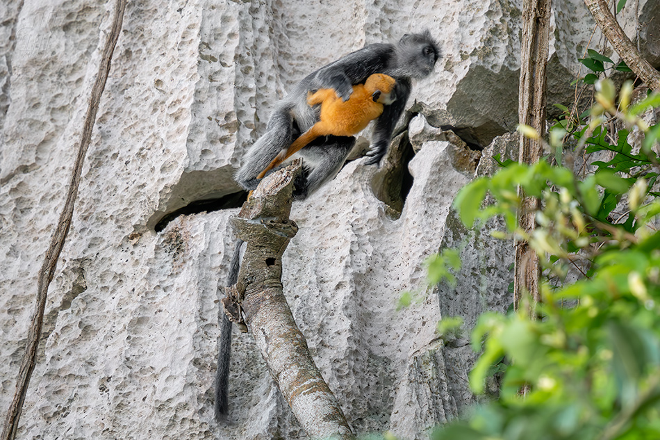 Trachypithecus germaini