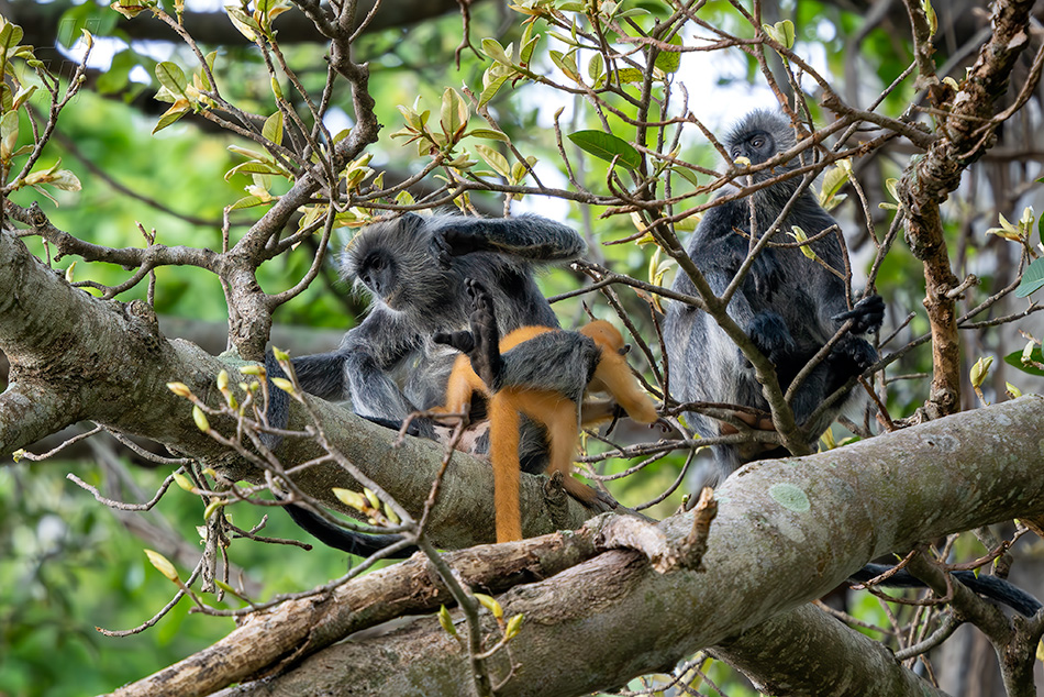 Trachypithecus germaini