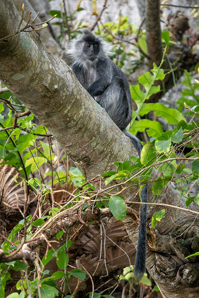 Trachypithecus germaini