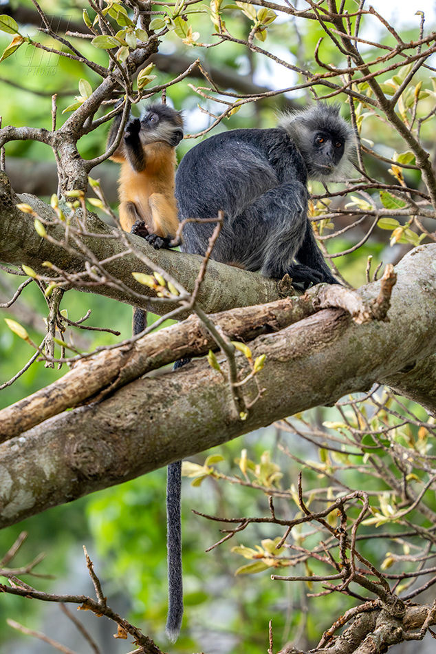 Trachypithecus germaini