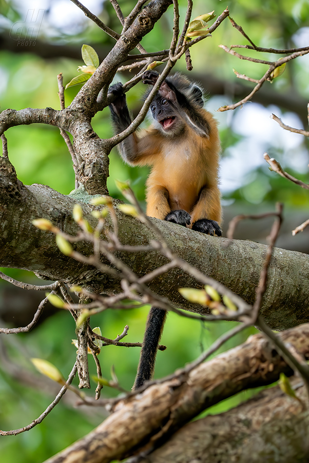 Trachypithecus germaini