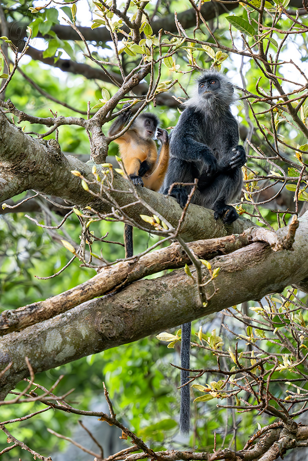 Trachypithecus germaini