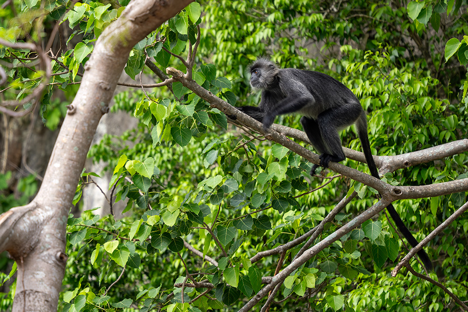Trachypithecus germaini