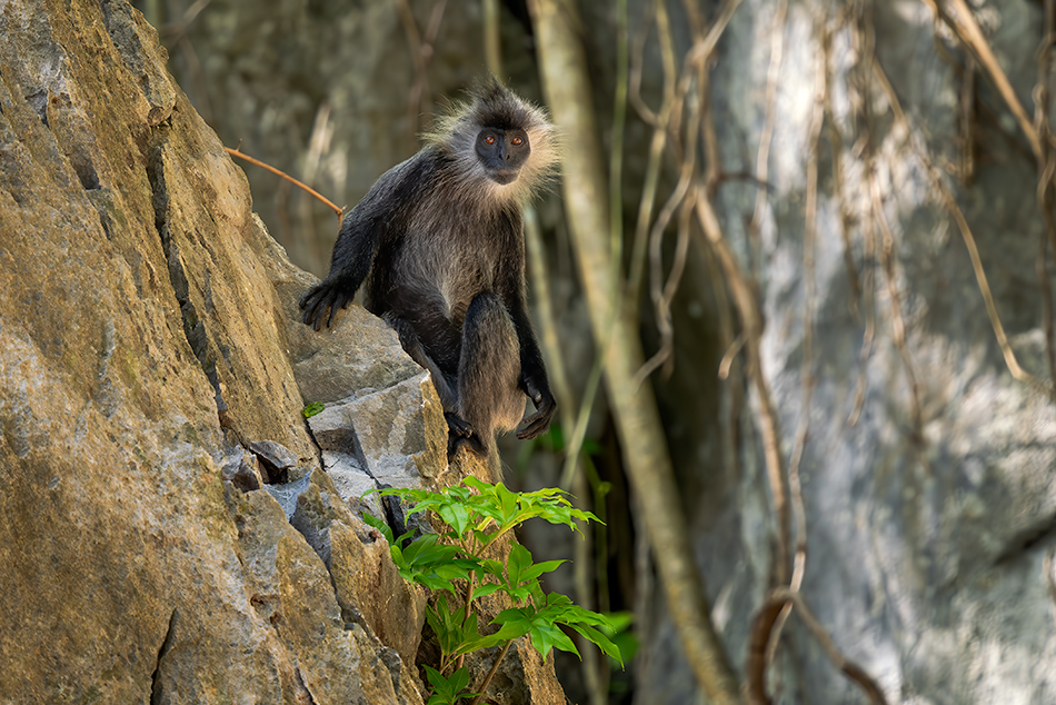 Trachypithecus germaini