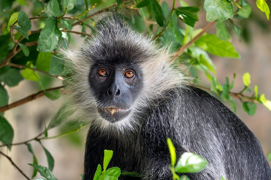 Trachypithecus germaini