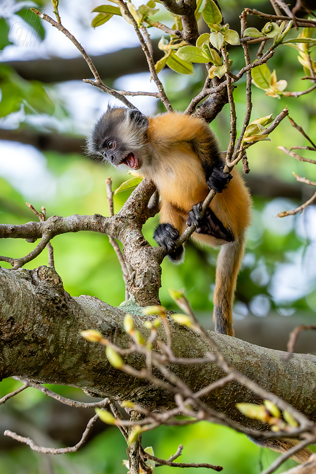 Trachypithecus germaini