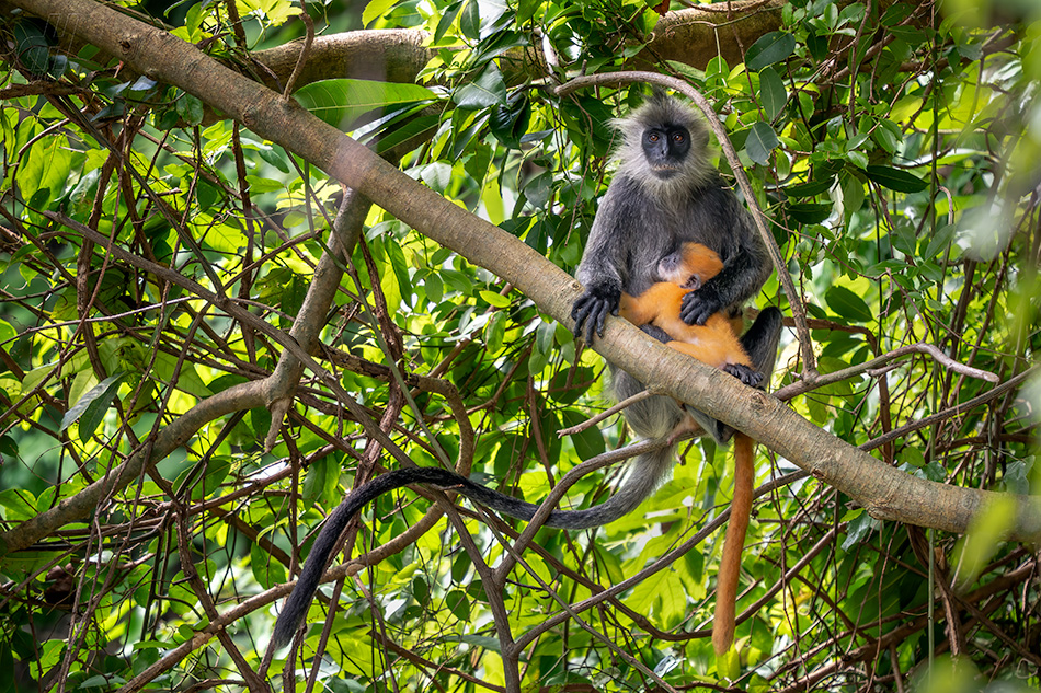 Trachypithecus germaini