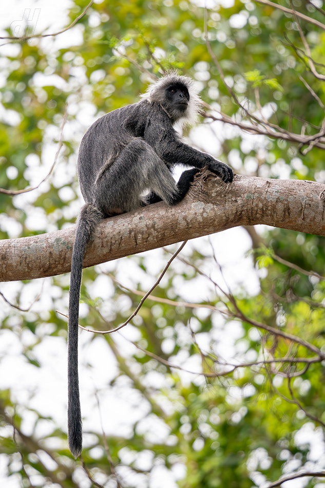 Trachypithecus germaini