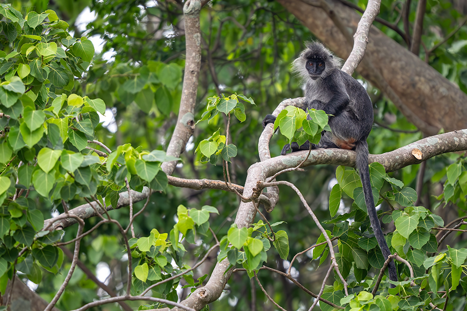 Trachypithecus germaini