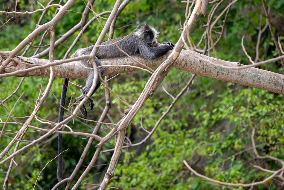 Trachypithecus germaini