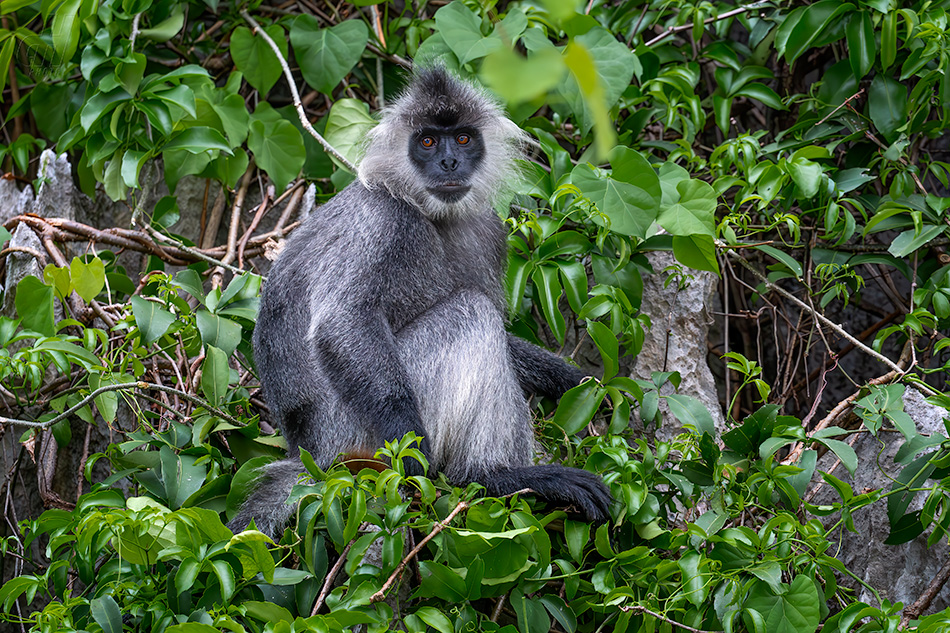 Trachypithecus germaini
