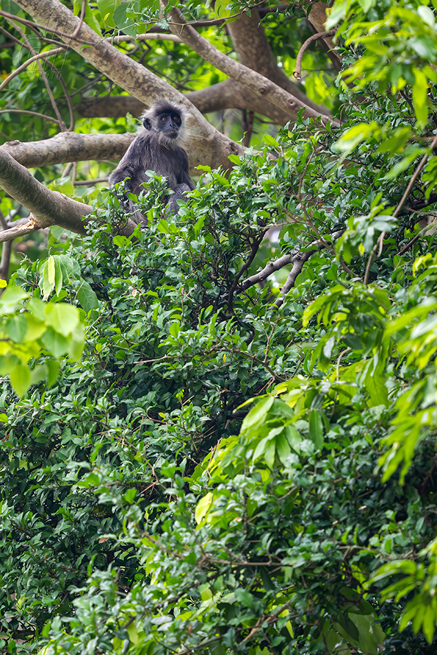 Trachypithecus germaini