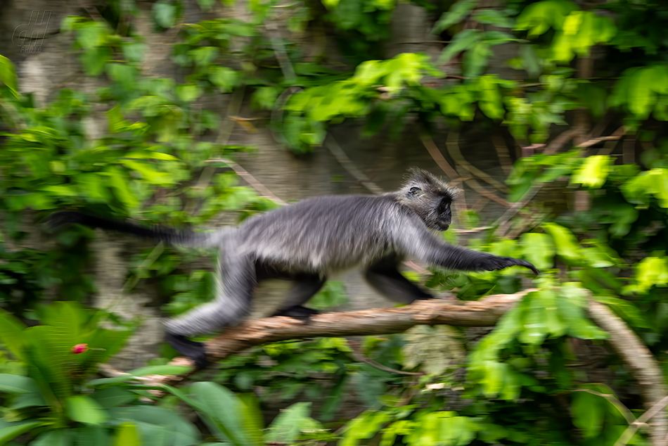 Trachypithecus germaini