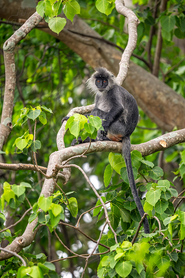 Trachypithecus germaini