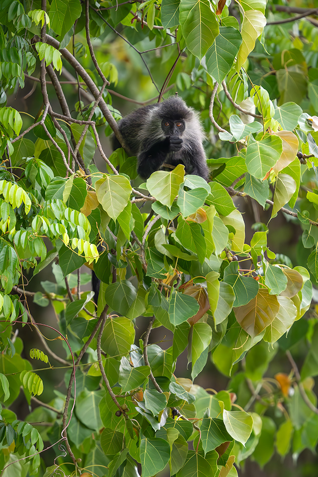 Trachypithecus germaini