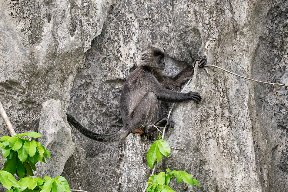 Trachypithecus germaini