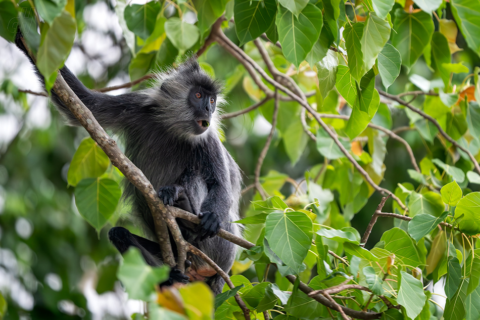 Trachypithecus germaini