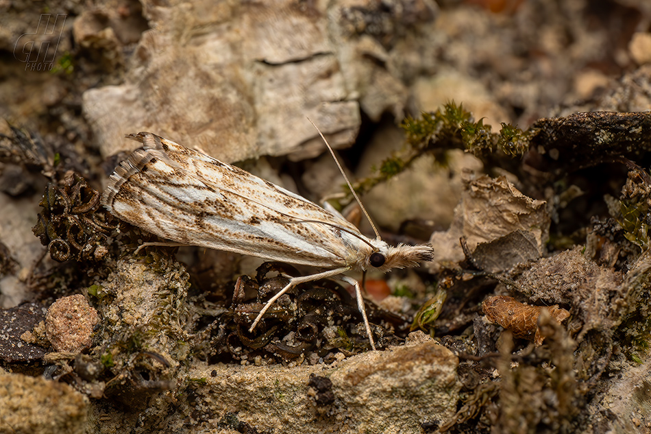 travařík károvaný - Catoptria falsella