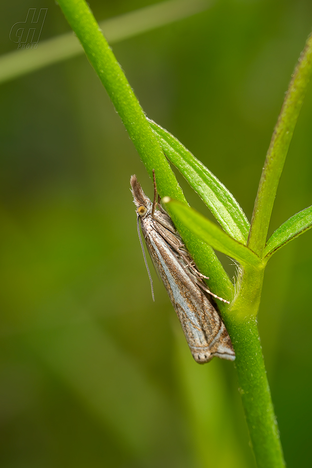 travařík obecný - Crambus lathoniellus