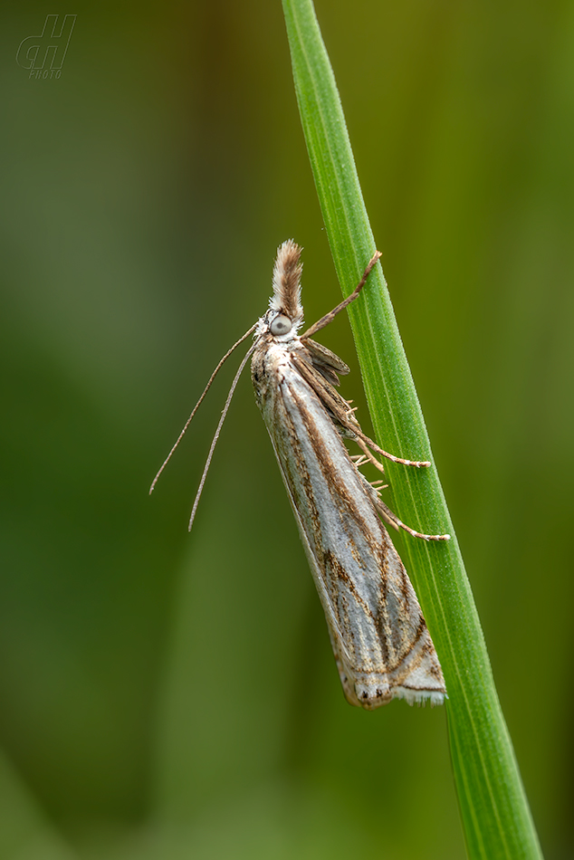 travařík obecný - Crambus lathoniellus