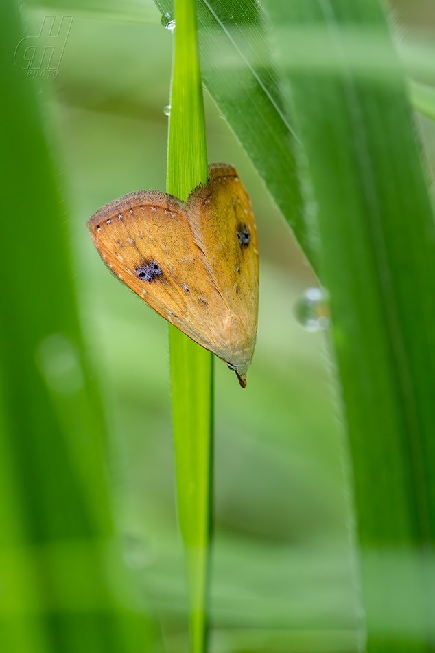trávnička luční - Rivula sericealis