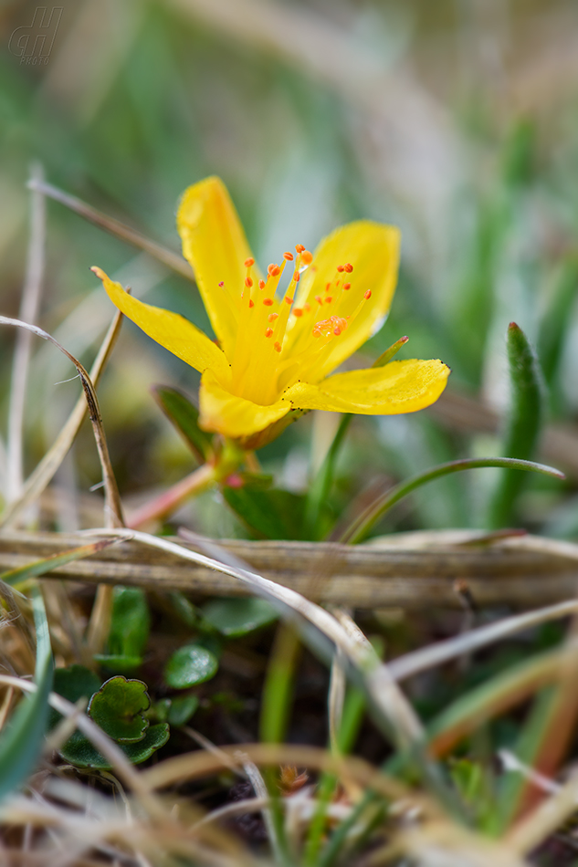 třezalka pěkná - Hypericum pulchrum