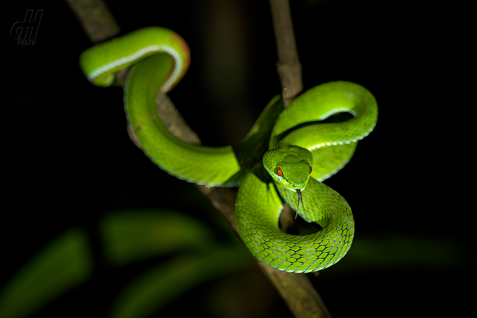 Trimeresurus rubeus