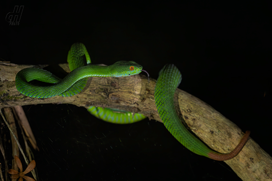 Trimeresurus rubeus