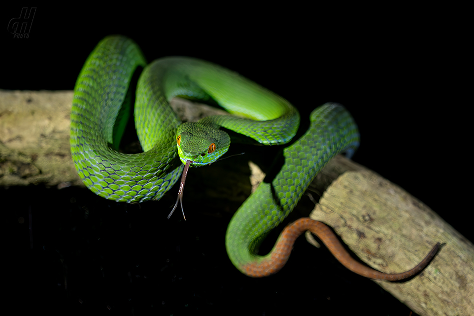 Trimeresurus rubeus