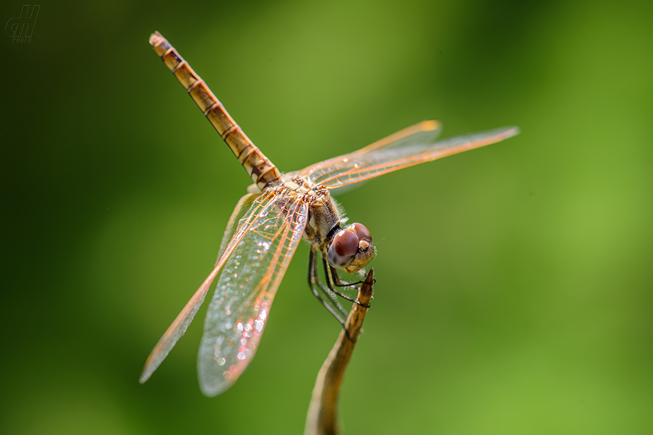 Trithemis annulata