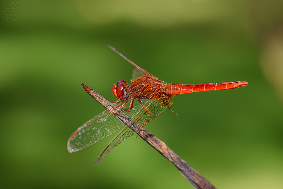 Trithemis annulata