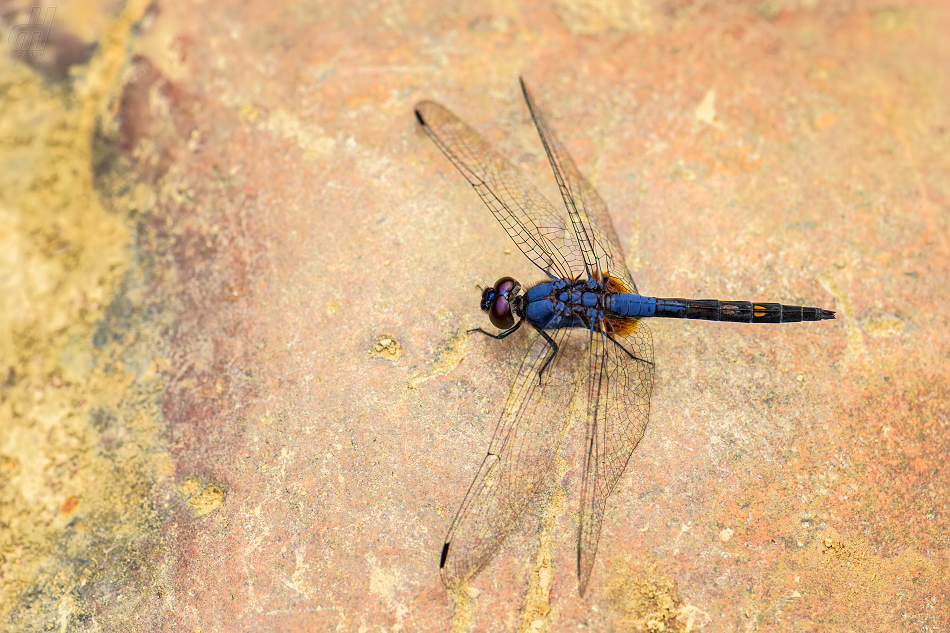 Trithemis festiva