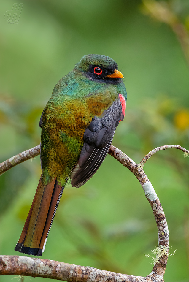 trogon límcový - Trogon collaris