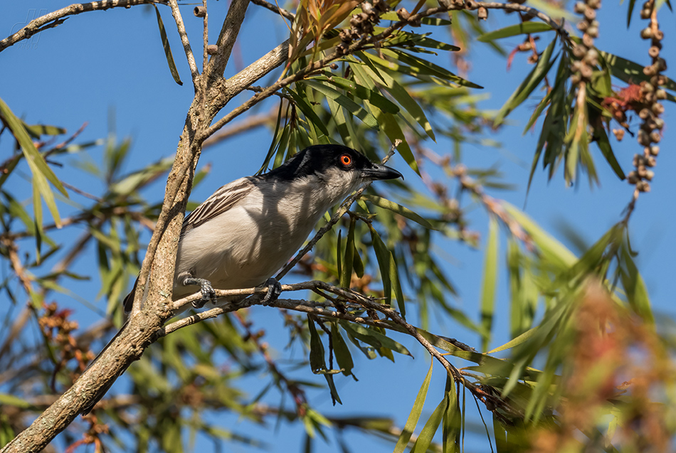 ťuhýkovec černohřbetý - Dryoscopus cubla