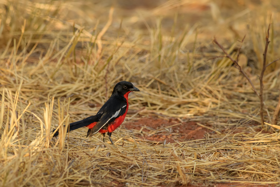 ťuhýkovec pruhokřídlý - Laniarius atrococcineus