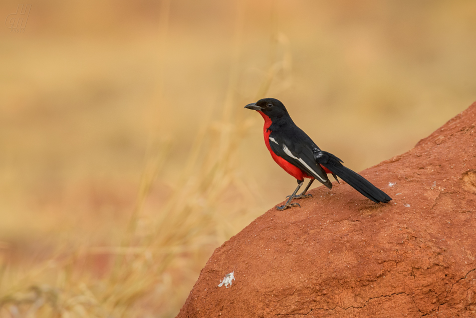 ťuhýkovec pruhokřídlý - Laniarius atrococcineus